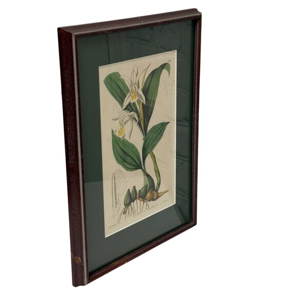 Framed Botanical Print Vintage Art Print 12.25" High White Flower - Picture 5 of 15